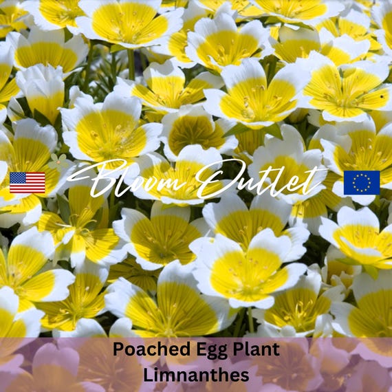 Poached Egg Plant Limnanthes Douglasii Flower Seeds