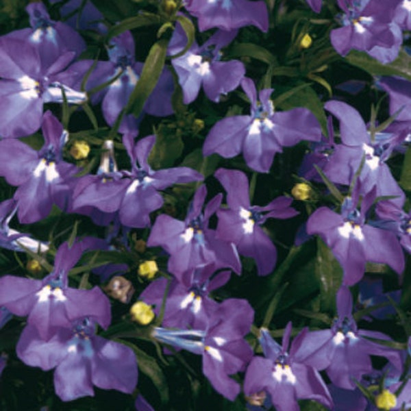 500 Palace Royal Lobelia Seeds*Lobelia erinus*Shade/Rock Gardens*Groundcover*Männertreu Samen*Saatgut*FLAT RATE SHIPPING Worldwide