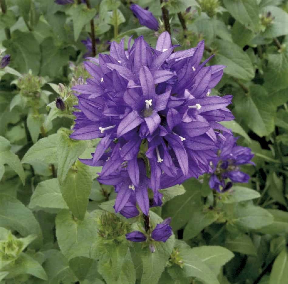 1000 Bellflower Garden Seeds Superba/odessa*clustered Bell Flower