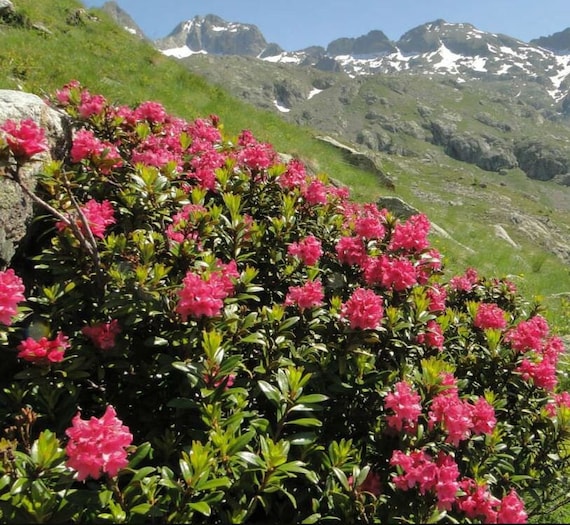 100/500 Rhododendron Alpine Rose Seeds*alpenrose*evergreen  Shrub*rose/pink/crimson Flowers*profuse Bloomer*rhododendron Ferrugineum* flat SH - Etsy