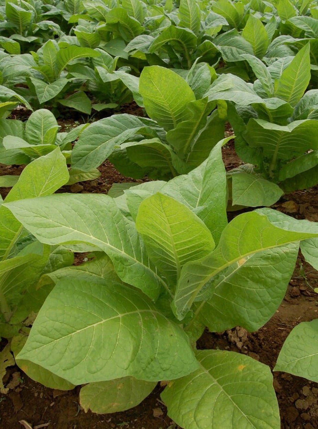 how much do tobacco seeds cost 100/1000 Cultivated Tobacco Plant Seeds*grow Your Own Tobacco*nicotiana  Tabacum*annual Herbaceous Plant*flat RATE SHIPPING Worldwide