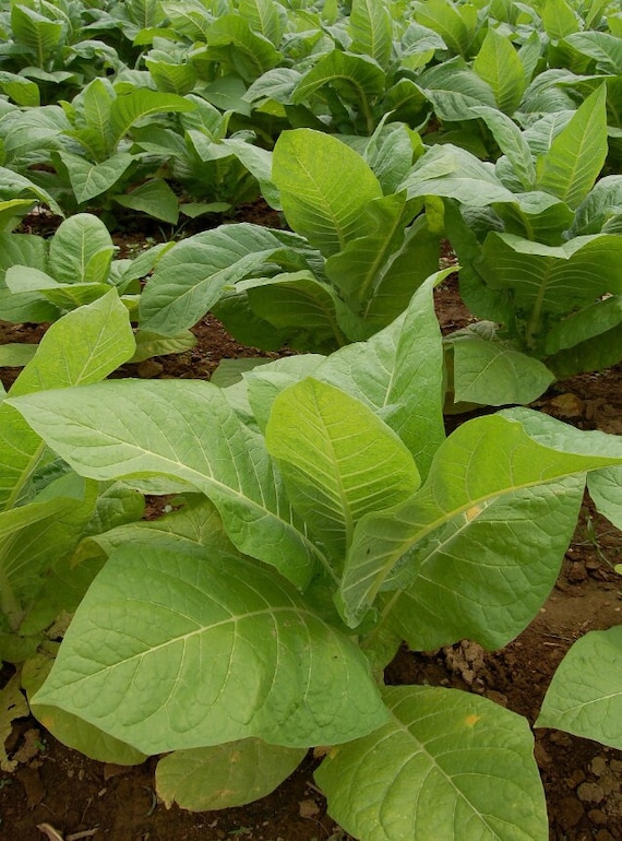 grow your own tobacco plant 100/1000 Cultivated Tobacco Plant Seeds*grow Your Own Tobacco*nicotiana  Tabacum*annual Herbaceous Plant*flat RATE SHIPPING Worldwide