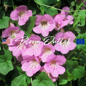 20 Asarina Mystic Rose Climbing/Twining Snapdragon Seeds Pink Flower Garden Seeds Gardening image 1