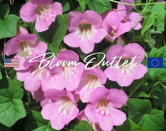 BLUE ALPINE CLEMATIS Alpina Hardy Climbing Vine, 20 Seeds - Etsy 日本