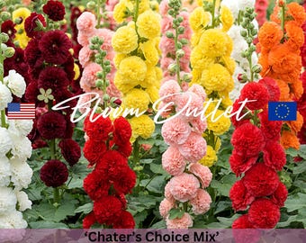 Double Hollyhock Seeds Chater’s Choice Mix | Alcea Rosea Perennial Cottage Garden Flower Seeds