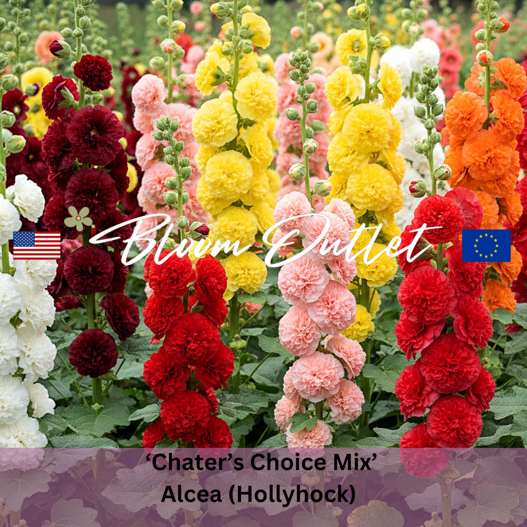 s*o様 [OUTIL]CHAMISIER ARLANC / FLOWER Double Hollyhock Seeds Chater's Choice Mix | Alcea Rosea Perennial