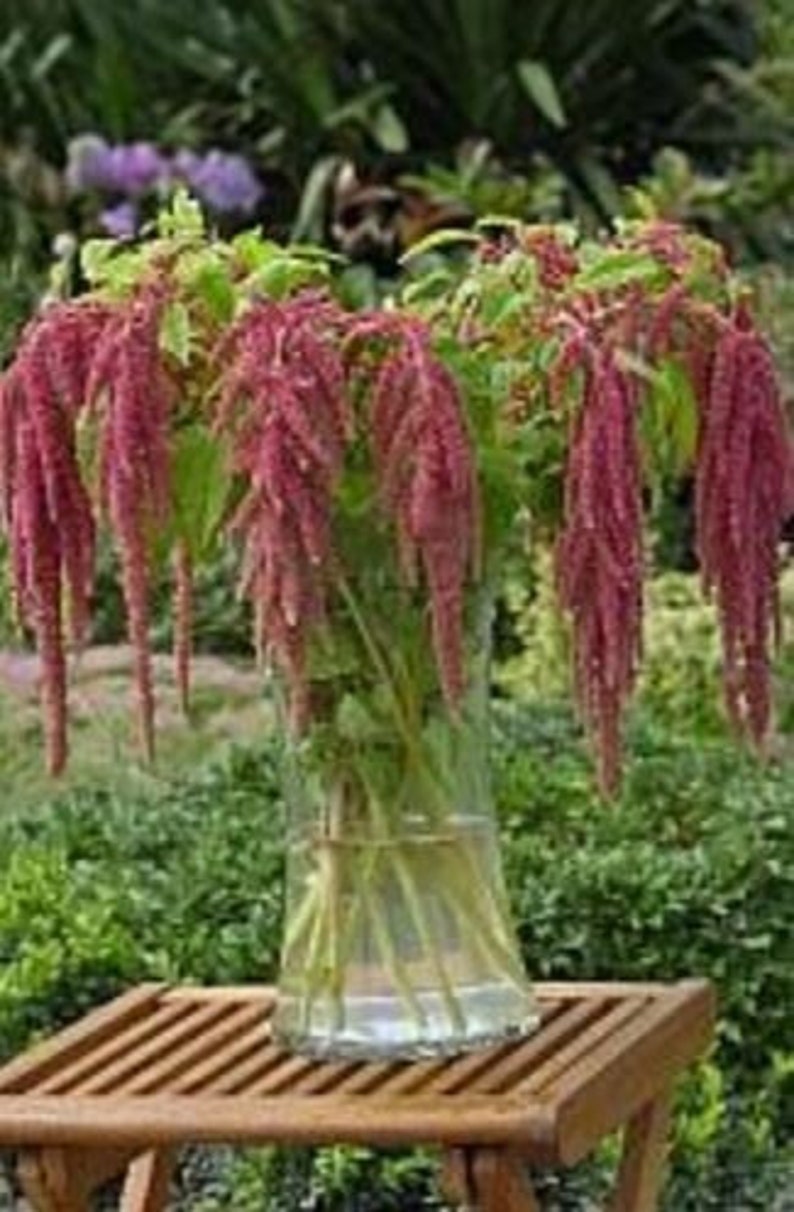 May include: A bouquet of pink amaranth flowers in a clear glass vase. The vase is sitting on a wooden table.