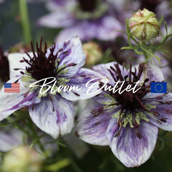 100/500 ニゲラ デルフト ブルー ガーデン シード*ラブ イン ア ミスト