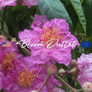Queen Crape Myrtle Lagerstroemia Indica Flower Planting Seeds (50/200), Pride of India bloeiende boomplanten zaden, tropische bomen