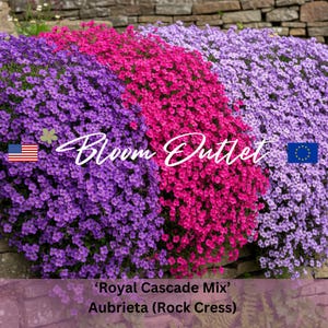 Mix Rockcress Seeds ROYAL CASCADE MIX Flower Seeds*Rock Cress*Aubrieta cultorum*Rock Alpine Gardens*Evergreen Groundcover*Blue/Violet/Red