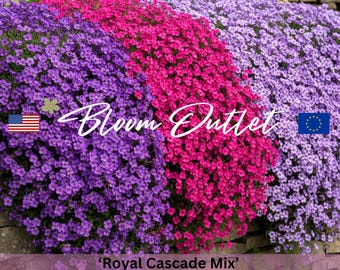 Mezcla de semillas de berro de roca ROYAL CASCADE MIX Semillas de flores*Berro de roca*Aubrieta cultorum*Jardines alpinos rocosos*Cobertura vegetal perenne*Azul/Violeta/Rojo