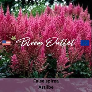 100/500 Astilbe chino*Falsa barba de cabra*Falsa Spirea*Chinesische Prachtspiere*Astilbe chinensis*100 Semillas de flores*Sombra*ENVÍO DE TARIFA PLANA