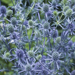 100/500 Blue Eryngo Flat Sea Holly Planting Seeds*Evergreen Perennial Garden Flowers*Eryngium planum*Flachblatt-Mannstreu*FLAT RATE SHIPPING