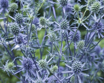 Semillas de acebo marino plano 100/500 de Eryngo azul *Flores perennes de jardín*Eryngium planum*Flachblatt-Mannstreu*ENVÍO A TARIFA PLANA