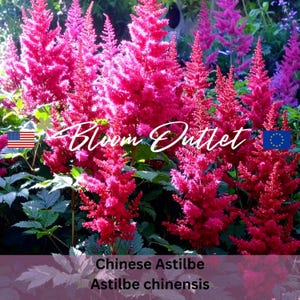 100/500 Chinesische Astilbe*Ziegenbart*Falsche Spirea*Chinesische Prachtspiere*Astilbe chinensis*100 Blumensamen*Schatten*PAUSCHAL VERSANDKOSTENFREI