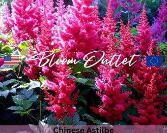 100/500 Chinese Astilbe*False Goatsbeard*False Spirea*Chinesische Prachtspiere*Astilbe chinensis*100 Flower Seeds*Shade*FLAT RATE SHIPPING