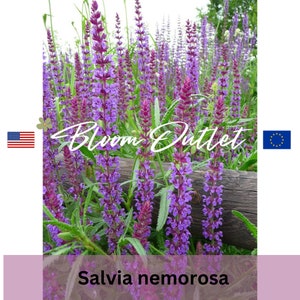 100 Samen*Waldsalbei*Waldsalbei*Salvia nemorosa*Lavendel bis Violett-blau*Dürretolerant*FLAT RATE SCHIFF*