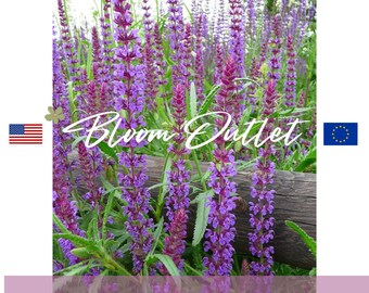 100 Salvia Violet Sage Seeds*Perennial Woodland Sage*Salvia nemorosa*Lavender to Violet-Blue*Drought Tolerant*FLAT RATE SHIP*