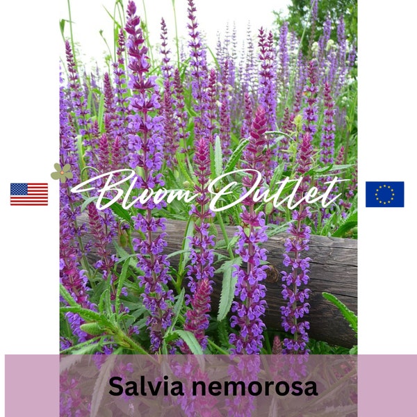 100 Salvia Violet Sage Seeds*Perennial Woodland Sage*Salvia nemorosa*Lavender to Violet-Blue*Drought Tolerant*FLAT RATE SHIP*