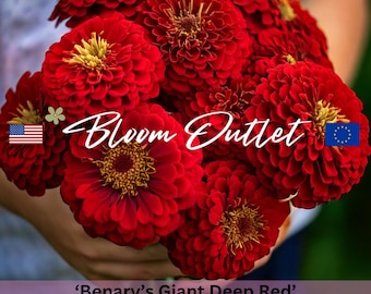 25 Zinnia Seeds BENARYS GIANT Deep RED Flower Plant Seeds Fully Double Huge 6 in Flowers Drought Tolerant