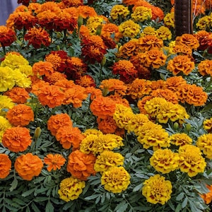 50 Marigold Super Hero Maxi Mix Detailed Seeds*French Marigold*Bicolor and Crested Flower Pattern*Heat Tolerant Plant*Tagetes patula*FLAT SH