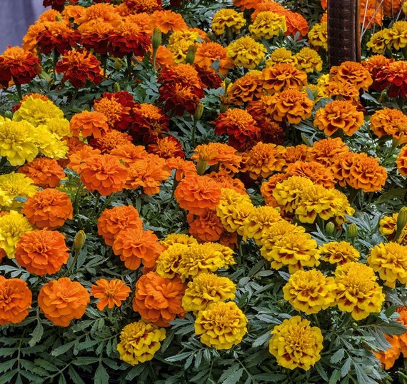 50 Marigold Super Hero Maxi Mix Detailed Seeds*French Marigold*Bicolor and Crested Flower Pattern*Heat Tolerant Plant*Tagetes patula*FLAT SH