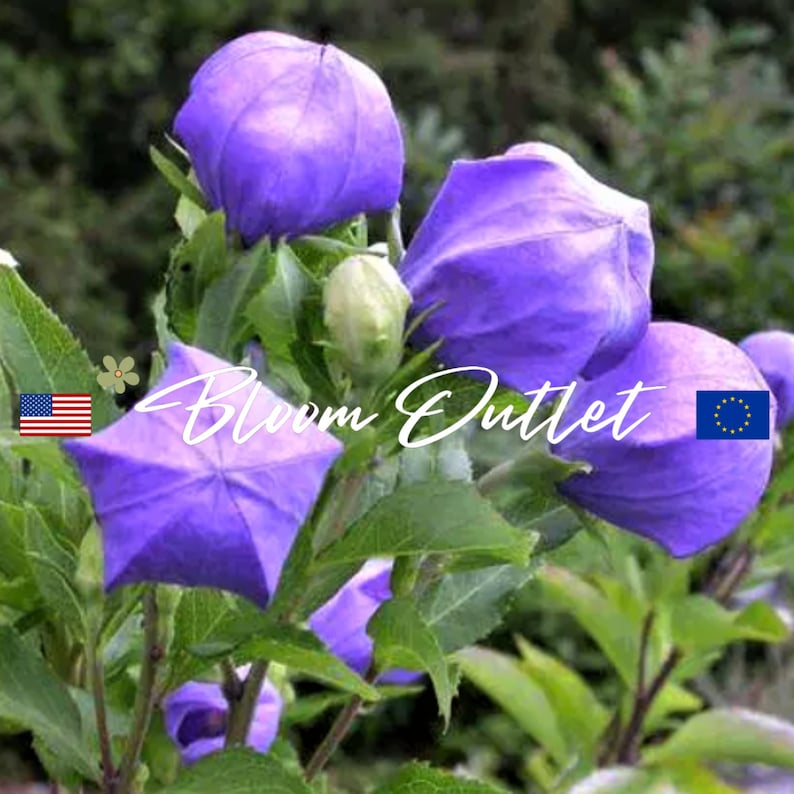 50 Mariesii Balloon Flower Seeds*Playtcodon grandiflorus*Blue-Violet Flowers*Winter Hardy Perennial Plant*AGM Award*Containers*Rock Gardens*