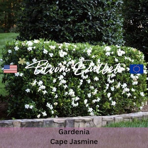 Puede incluir: Un arbusto verde exuberante con flores blancas, etiquetado como "Gardenia Cape Jasmine". El arbusto est&aacute; recortado en forma de seto y est&aacute; rodeado por un muro de piedra. La imagen tambi&eacute;n incluye el texto "Bloom Outlet" y banderas de los Estados Unidos y la Uni&oacute;n Europea.