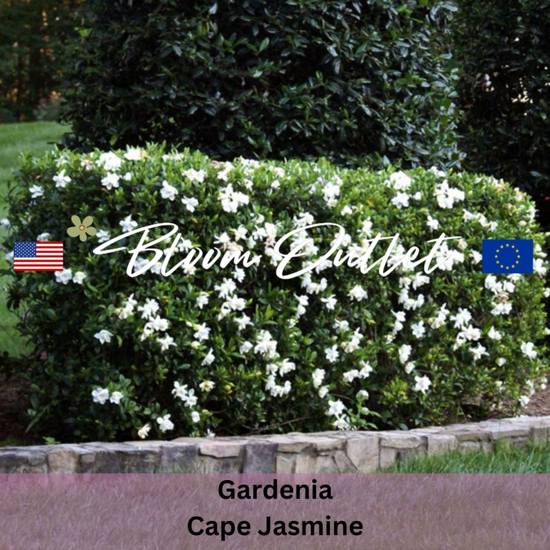 Puede incluir: Un arbusto verde exuberante con flores blancas, etiquetado como "Gardenia Cape Jasmine". El arbusto est&aacute; recortado en forma de seto y est&aacute; rodeado por un muro de piedra. La imagen tambi&eacute;n incluye el texto "Bloom Outlet" y banderas de los Estados Unidos y la Uni&oacute;n Europea.