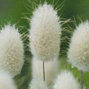100 Bunny Tails Ornamental Grass Seeds *Hare's Tail* Self Seeds*Cut/Dried flowers*Can be Dyed for Crafts*Lagurus ovatus Annual Garden Seeds*