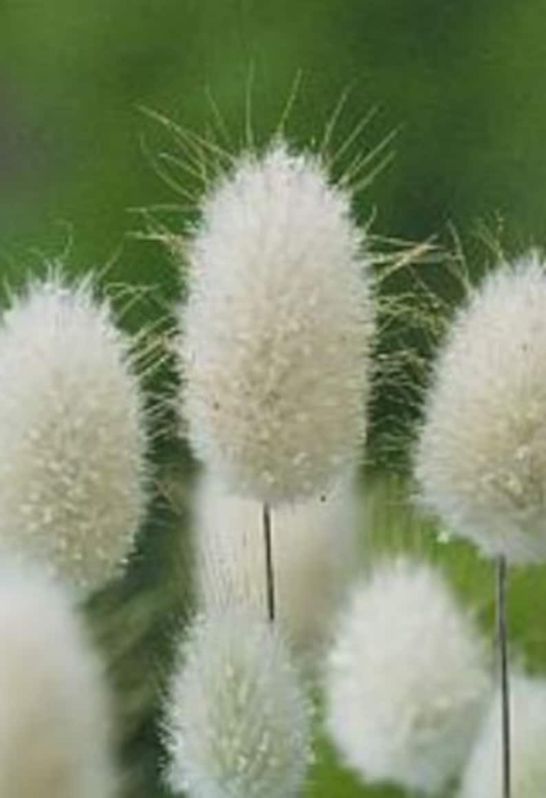 100 Bunny Tails Ornamental Grass Seeds *Hare's Tail* Self Seeds*Cut/Dried flowers*Can be Dyed for Crafts*Lagurus ovatus Annual Garden Seeds*