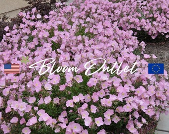 200/3,790 Semillas de jardín de onagra llamativas rosadas Semillas de plantas de jardín de flores de Oenothera