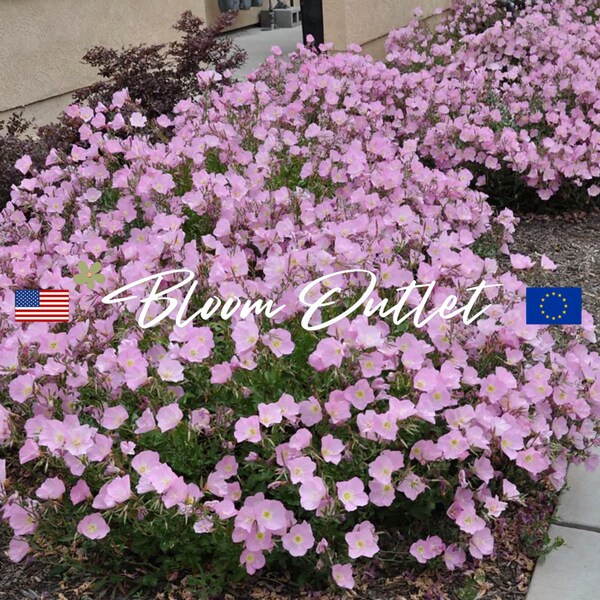 200/3,790 Semillas de jardín de onagra llamativas rosadas Semillas de plantas de jardín de flores de Oenothera