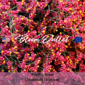 May include: Close-up of 'Pacific Rose' Limonium (Statice) flowers. The image features a dense cluster of small, pink blooms with yellow centers. The text 'Bloom Outlet' is displayed in white script, along with the American flag.