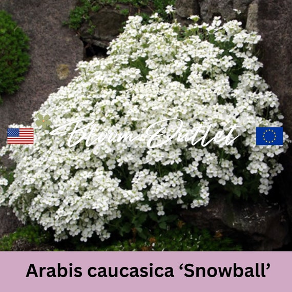 1000 Snowball Wall Cress Garden Seeds*Rockcress*Pure White Flower*Fragrant Evergreen Perennial Groundcover*Drought tolerant*Arabis caucasica