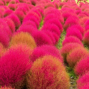 Burning Bush Seeds Mirabel Mock Cypress Summer Cypress Firebush Kochia Bassia scoparia