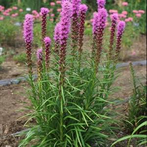 Puede incluir: Un grupo de flores de Liatris rosadas con p&eacute;talos largos y estrechos, que crecen en un jard&iacute;n. Las flores est&aacute;n dispuestas en espigas altas y delgadas, y la planta tiene hojas largas y verdes.
