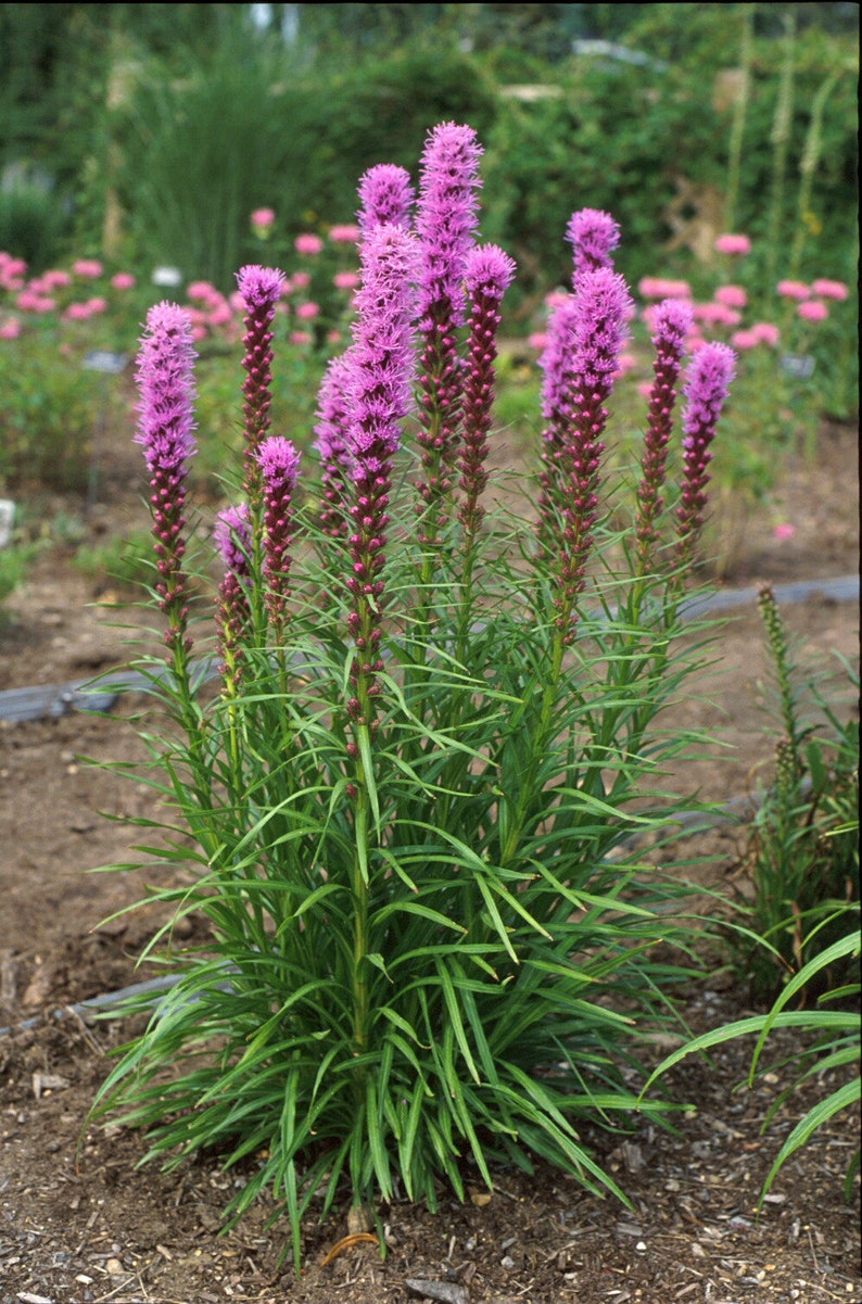Puede incluir: Un grupo de flores de Liatris rosadas con p&eacute;talos largos y estrechos, que crecen en un jard&iacute;n. Las flores est&aacute;n dispuestas en espigas altas y delgadas, y la planta tiene hojas largas y verdes.