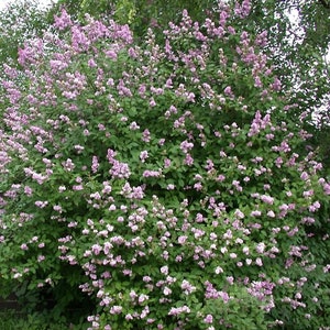 25/100 Hungarian Lilac Garden Shrub SeedsLady Josika's Lilac Syringa josikaea Flower Seeds image 3