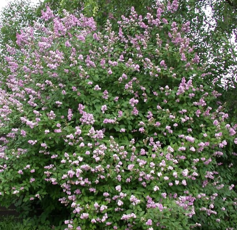 25/100 Hungarian Lilac Garden Shrub SeedsLady Josika's Lilac Syringa josikaea Flower Seeds image 3