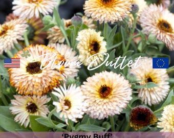 Semi di calendula inglese - PYGMY BUFF, Calendula, Fiori annuali commestibili, Compatti e vivaci, Semi per la semina e il giardinaggio
