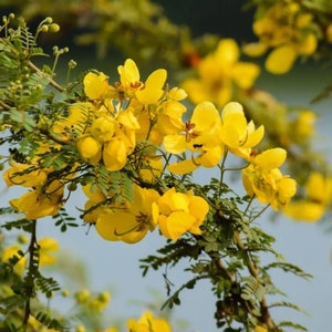 50/200 Alexandrian Senna Herb Seeds*Egyptian Senna*Cassia angustifolia*Senna alexandrina*Alexandrinische Senna*Saatgut*FLAT RATE SHIPPING
