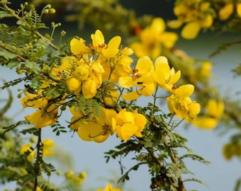 50/200 Semillas de Hierba Sena de Alejandría * Sena Egipcia * Cassia angustifolia * Sena alexandrina * Sena Alejandrino * Saatgut * ENVÍO DE TARIFA PLANA
