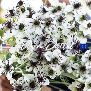 25/100/500 Nigella Afrikanische Braut Gartensamen*Liebe im Nebel*Weiss mit violetten Staubgefäßen*Exzellente Schnittblumen*Nigella papillosa/hispanica*FLACH SH