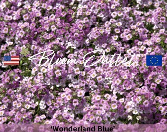 Semillas de Alyssum dulce azul Wonderland 200 / Cubierta vegetal azul romántica / Lobularia maritima / Flores para bordes y jardines de rocas / Envío a tarifa plana