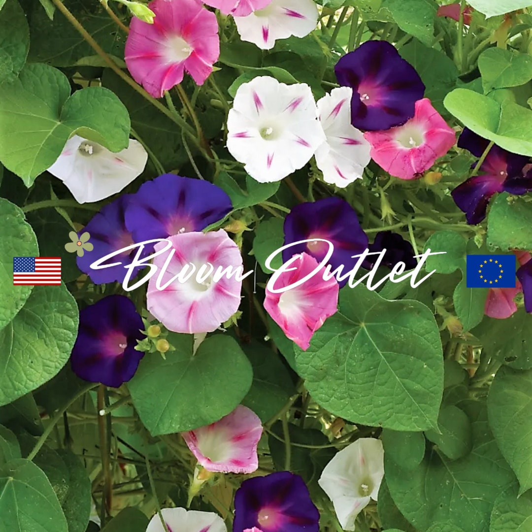 15/50/200 Morning Glory Zeeland Hybrids Mix Vine Seeds*ipomoea Nil