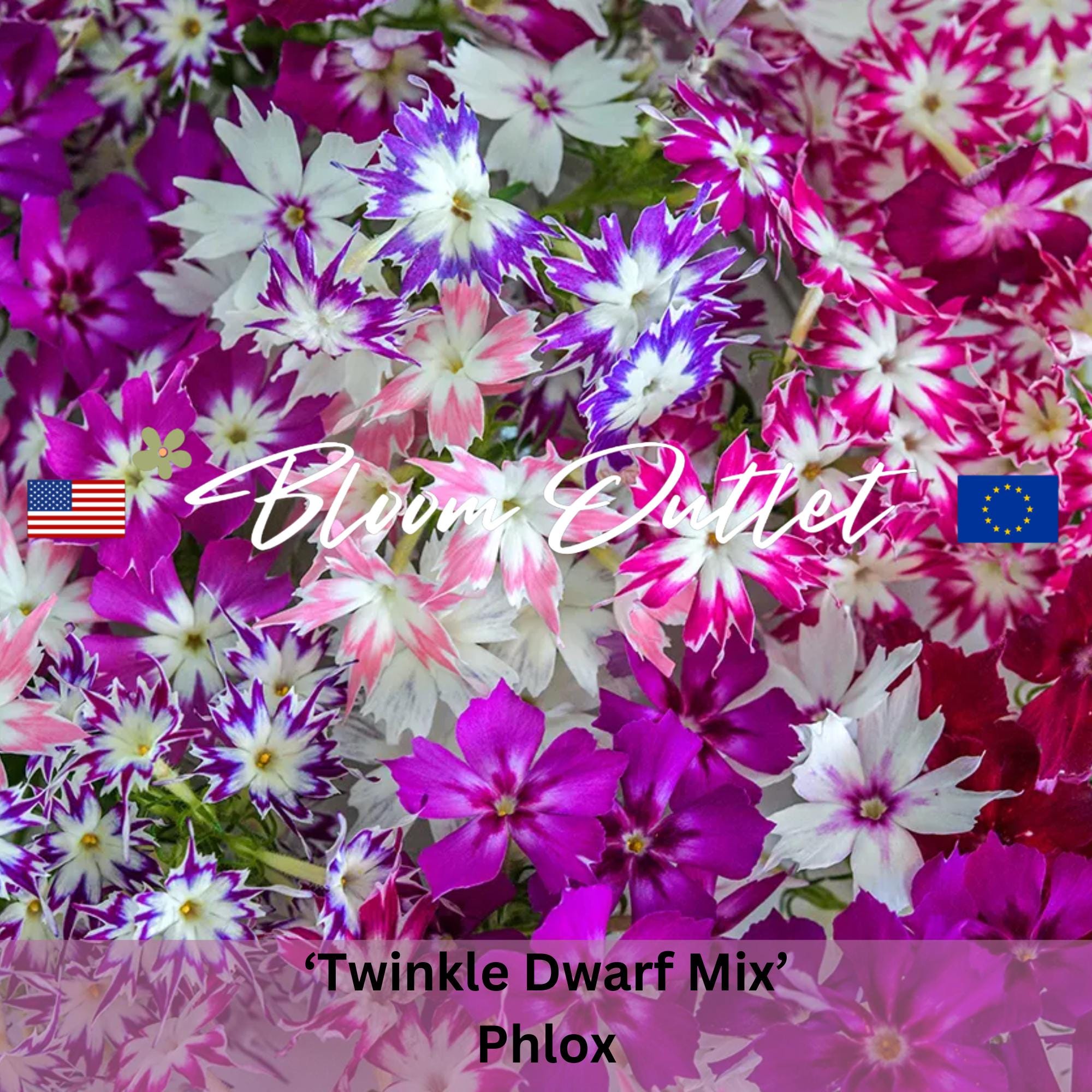 Phlox Twinkle Dwarf Mix Flower Seeds - Annual Garden Seeds for
