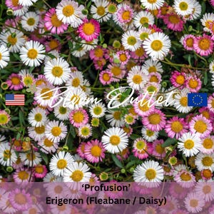 Può includere: Un vivace campo di margherite Erigeron 'Profusion', con petali bianchi con centri gialli e accenti rosa. L'immagine include il testo "Bloom Outlet" e il testo "Erigeron (Fleabane / Daisy)".