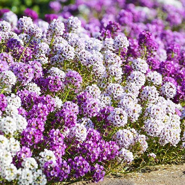 200 Wonderland Mulberry Mix Sweet Alyssum Plantzaden*Romantische kleuren*Bodembedekker*Lobularia maritima*Strand-Silberkraut*Saatgut*FLAT SH