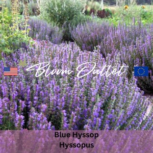 May include: A close-up of a field of blue hyssop flowers, with the text "Bloom Outlet" in white script. The image also includes the text "Blue Hyssop Hyssopus" and the EU flag.